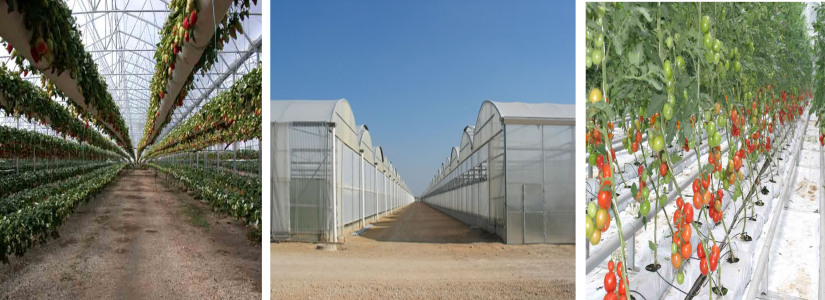 مطالعات احداث گلخانه های الگویی صفی آباد دزفول (مرکز تحقیقات کشاورزی صفی آباد)